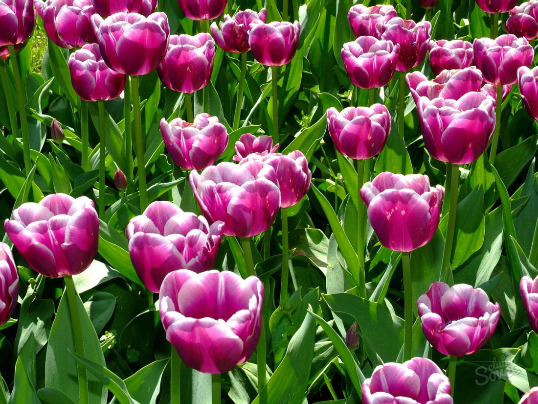 Hogyan lehet a tulipánokat üzembe?