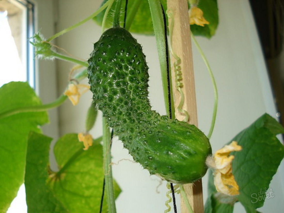 Ako pestovať uhorky na balkóne