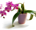 როგორ Crop Blooming in Orchid