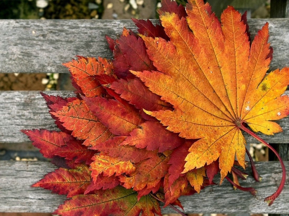 Come rendere le foglie d'autunno?