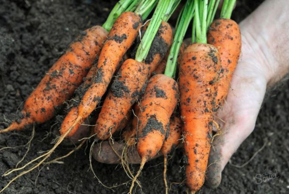Comment couper les carottes pour le stockage