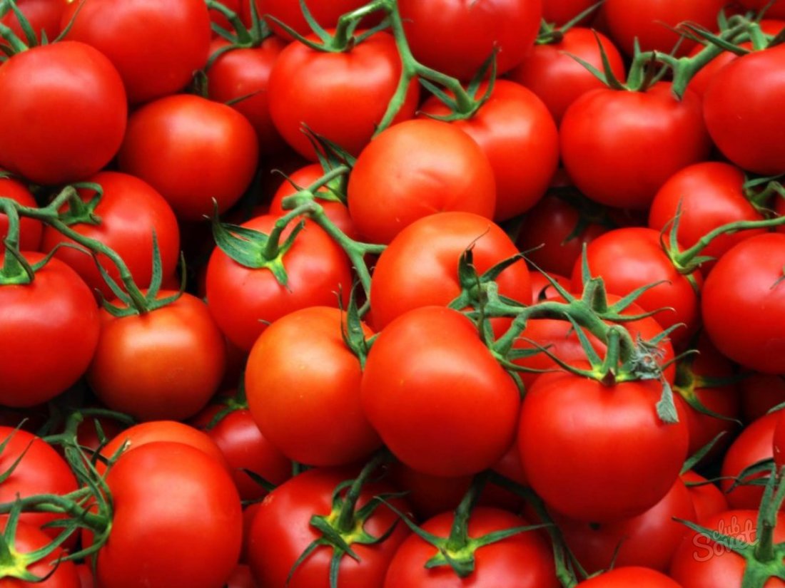 İyi bir domates verimi nasıl büyür