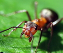 نحوه خلاص شدن از شر مورچه ها در طرح