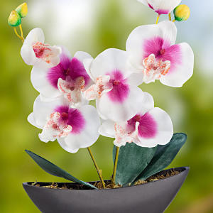Photo Hogyan takaríthat orchidea?