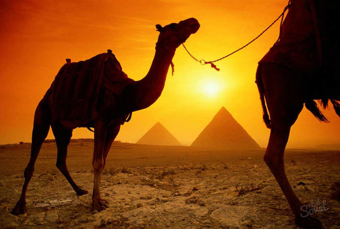 რა უნდა მოიყვანოთ ეგვიპტიდან