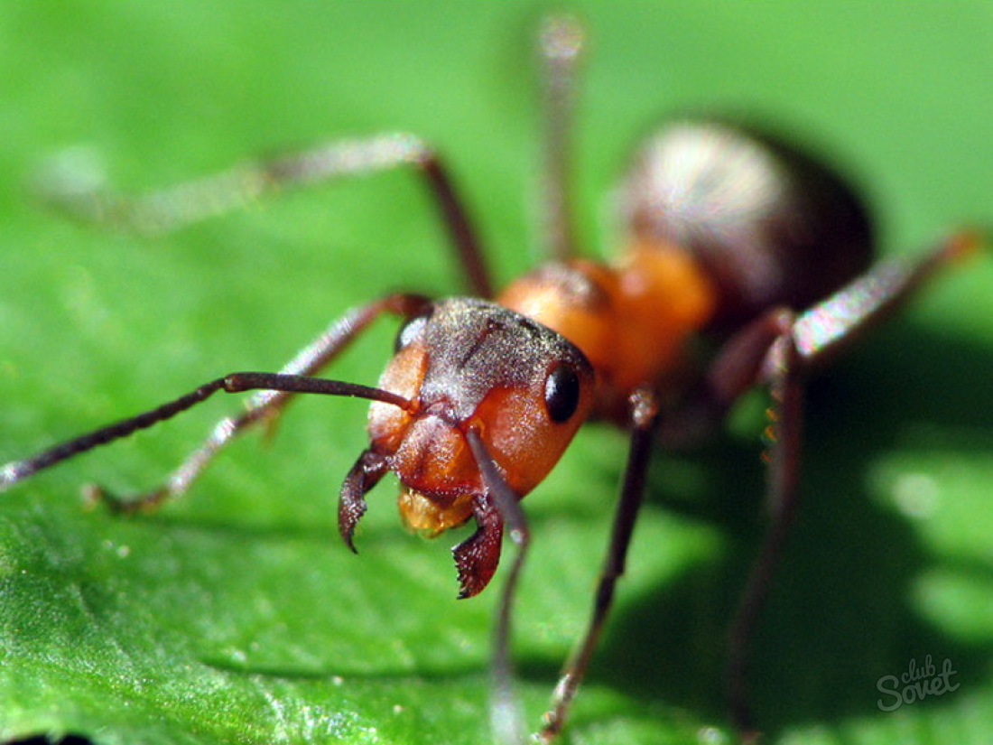 Cum să scapi de furnici pe complot