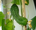 How to grow cucumbers on the balcony