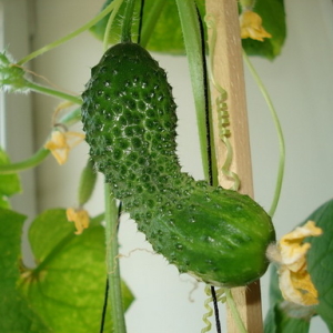 Photo How to grow cucumbers on the balcony