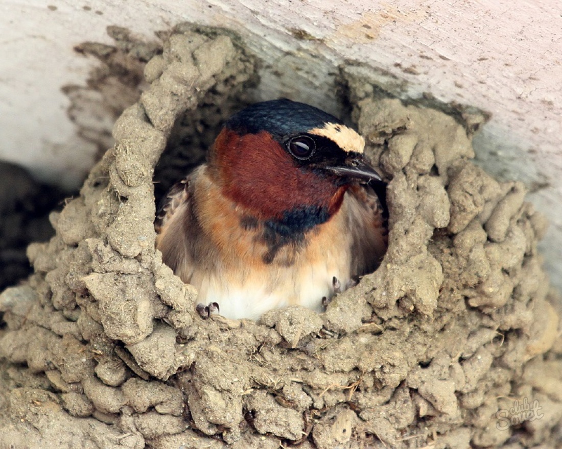 Swallow Nest - Chory
