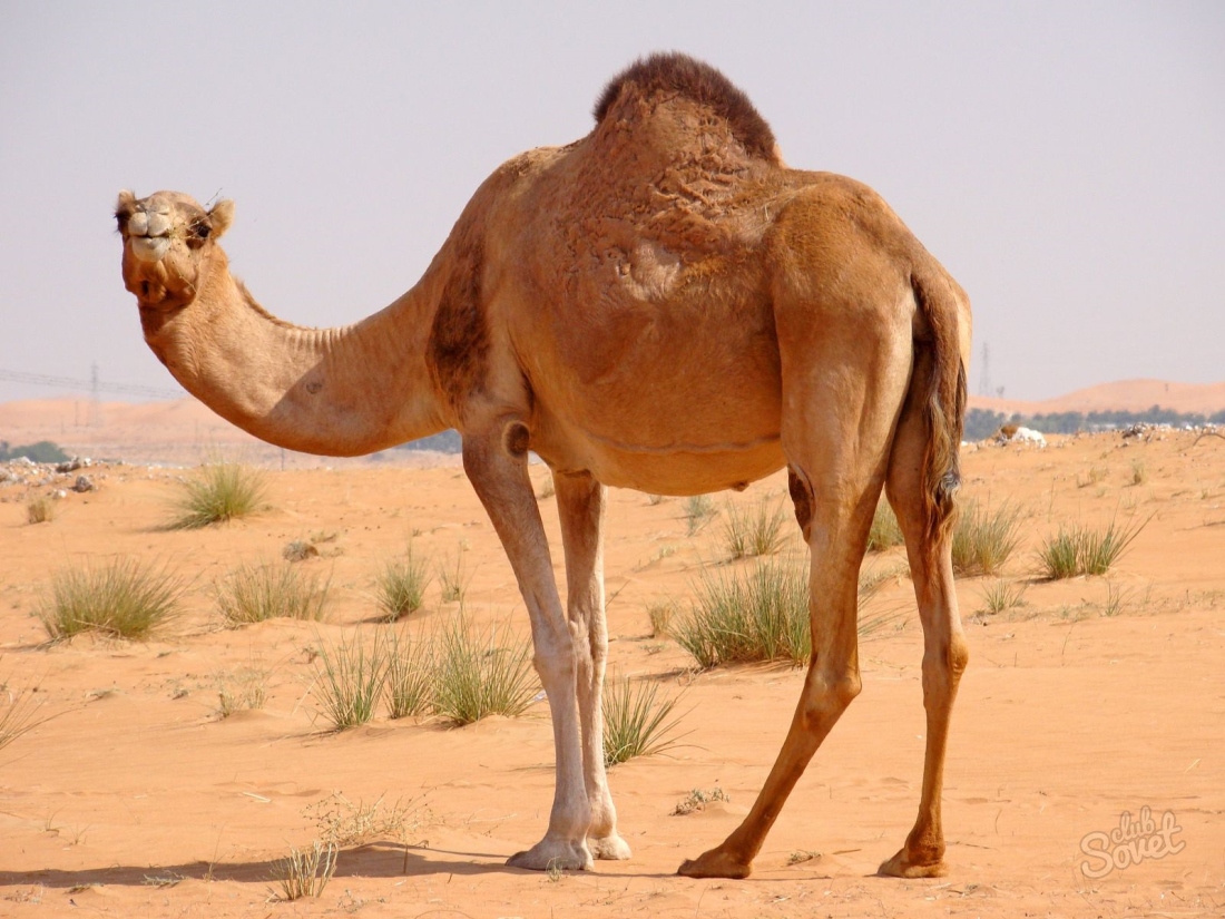 Por que o camelo está sonhando?