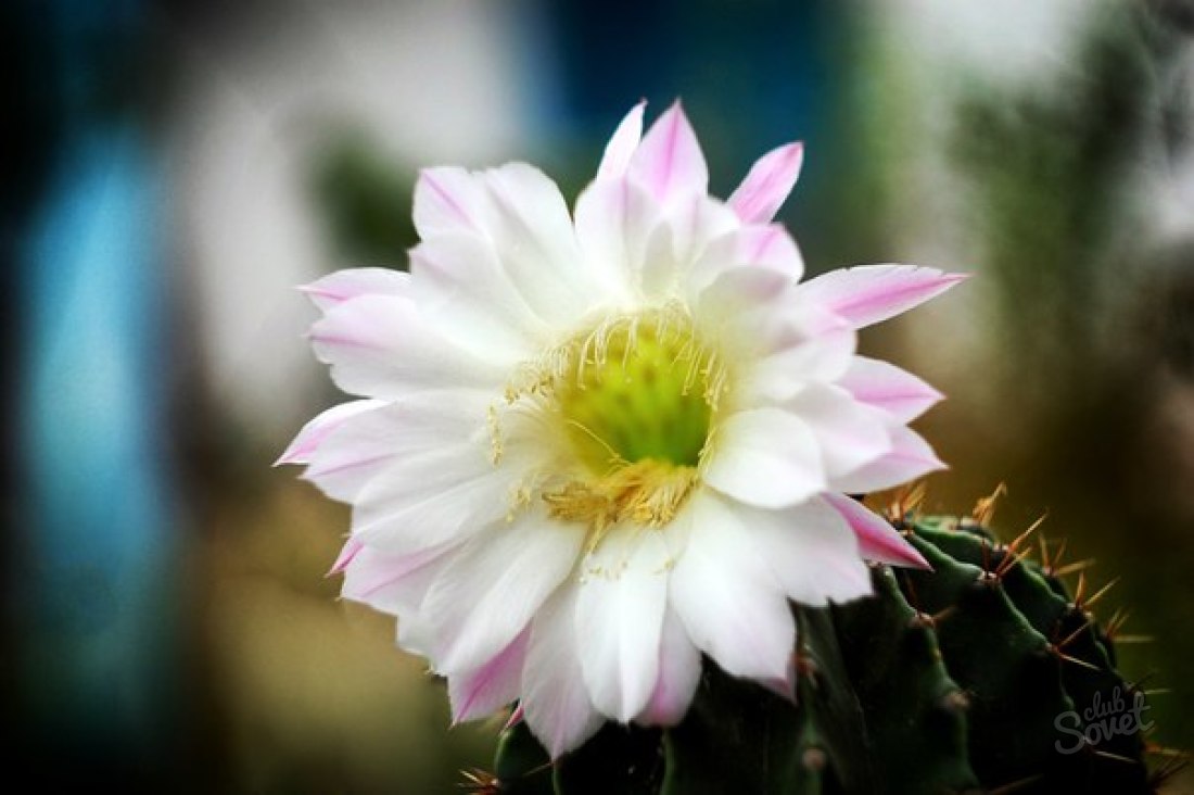 How to make a cactus blossom