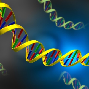 Что такое ДНК