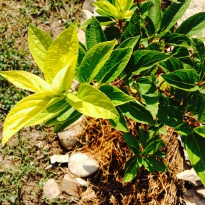 Photo how to propagate hydrangea