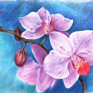Как да нарисувате орхидея