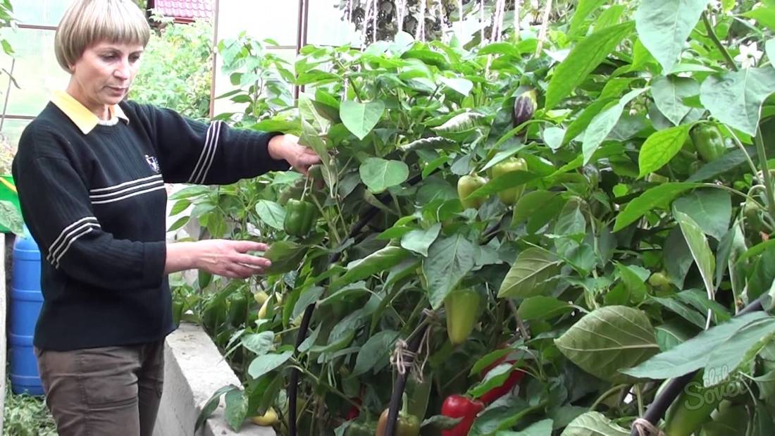 Bagaimana cara menanam paprika ke tanah terbuka?