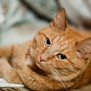 Fotos für Was ist der Traum von einer roten Katze?