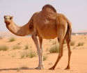 What is the dream of a camel?