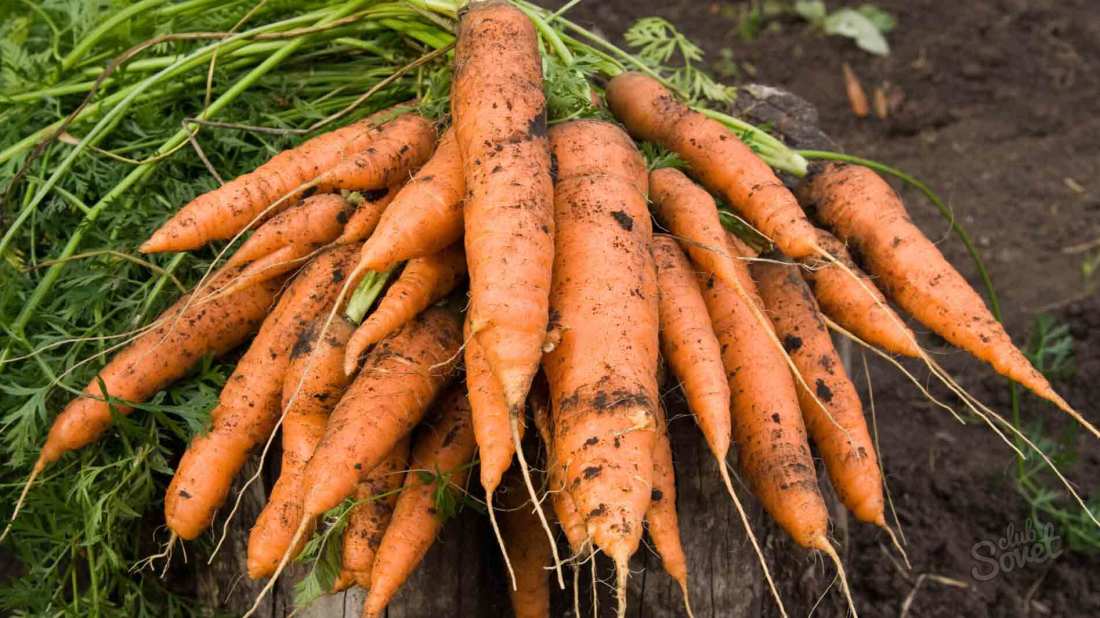 So speichern Sie Karotten im Keller im Winter
