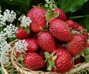 Than feasting strawberries in spring