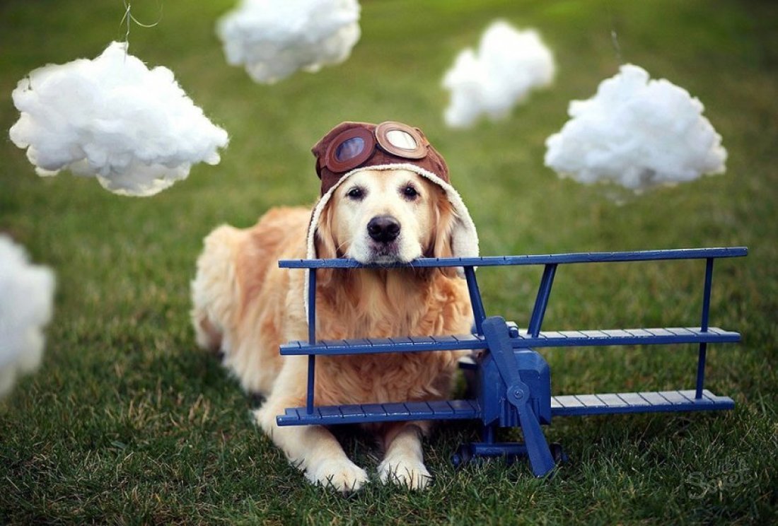 So transportieren Sie einen Hund im Flugzeug