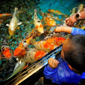Stock foto τι τρώει ψάρια