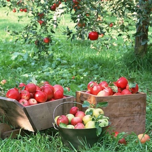 عکس هنگام پاشیدن درختان سیب از آفات