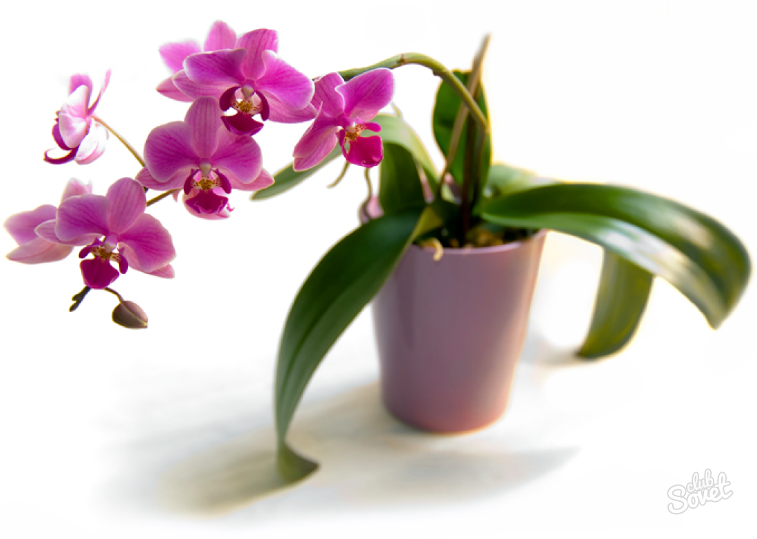 Hur man grödor blommar i orkidé