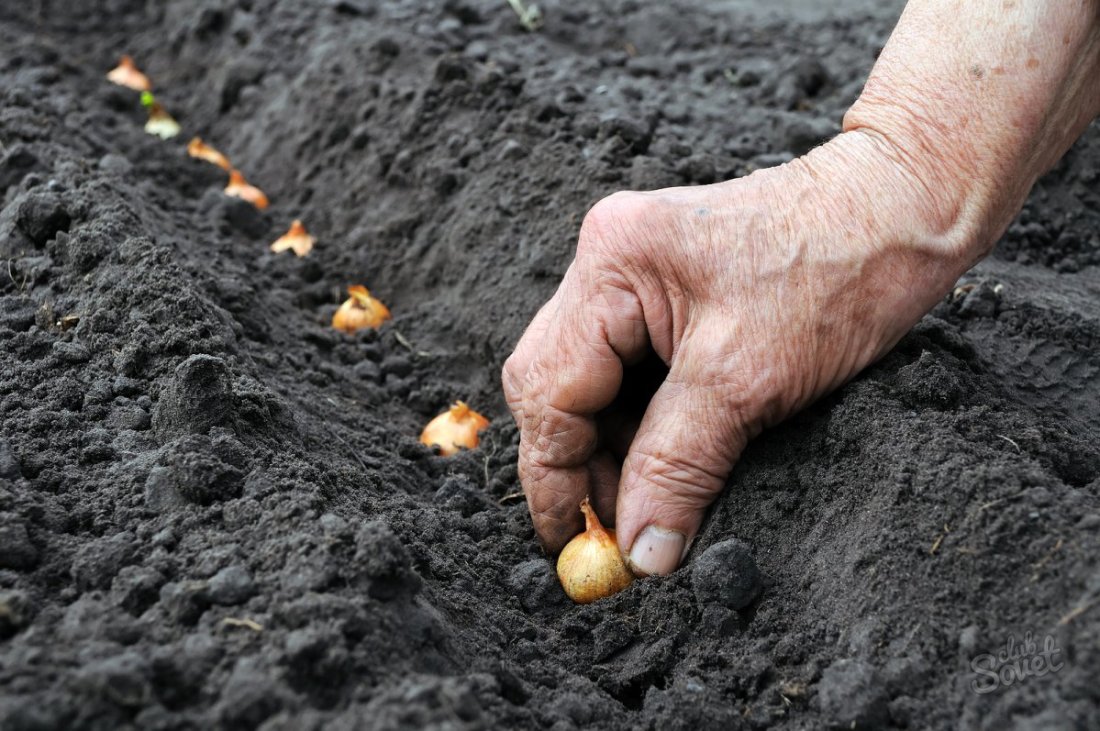 Як садити цибулю севок у відкритий грунт