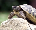 Πώς να προσδιορίσετε τη χελώνα δαπέδου