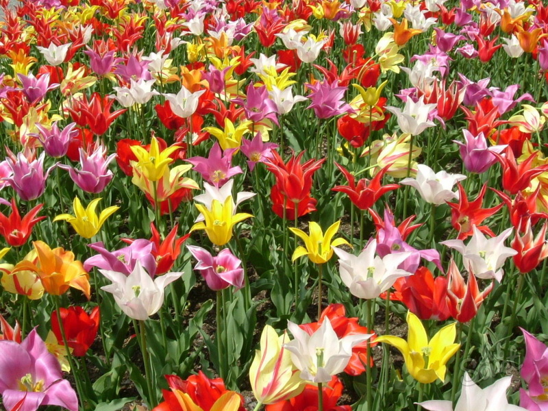 Jak przechowywać tulipany