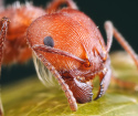 Comment se débarrasser des fourmis rouges