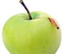 Fruta da maçã, como lidar