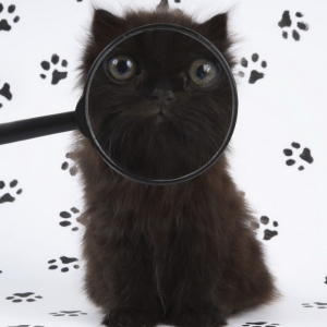 ภาพถ่ายวิธีการตรวจสอบสายพันธุ์แมว