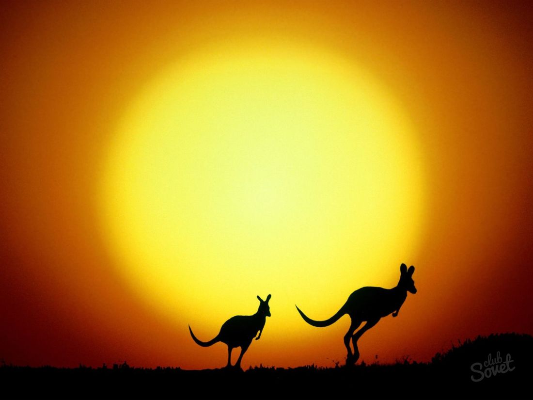 Varför det finns inga stora rovdjur i Australien