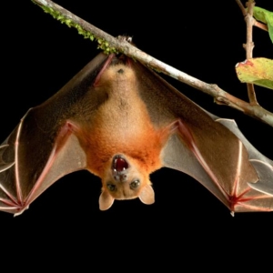 What dreams of bats