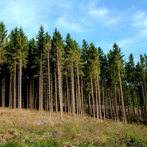Foto Come affittare una foresta