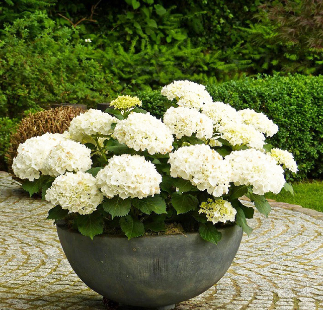 How to care for hydrangea