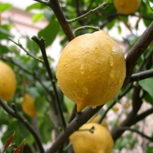 Come prendersi cura di limone