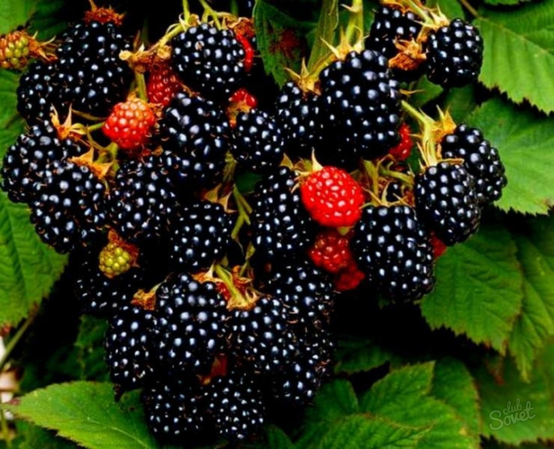 How to plant blackberry