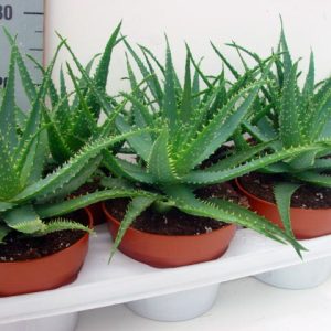 Photo How to care for aloe
