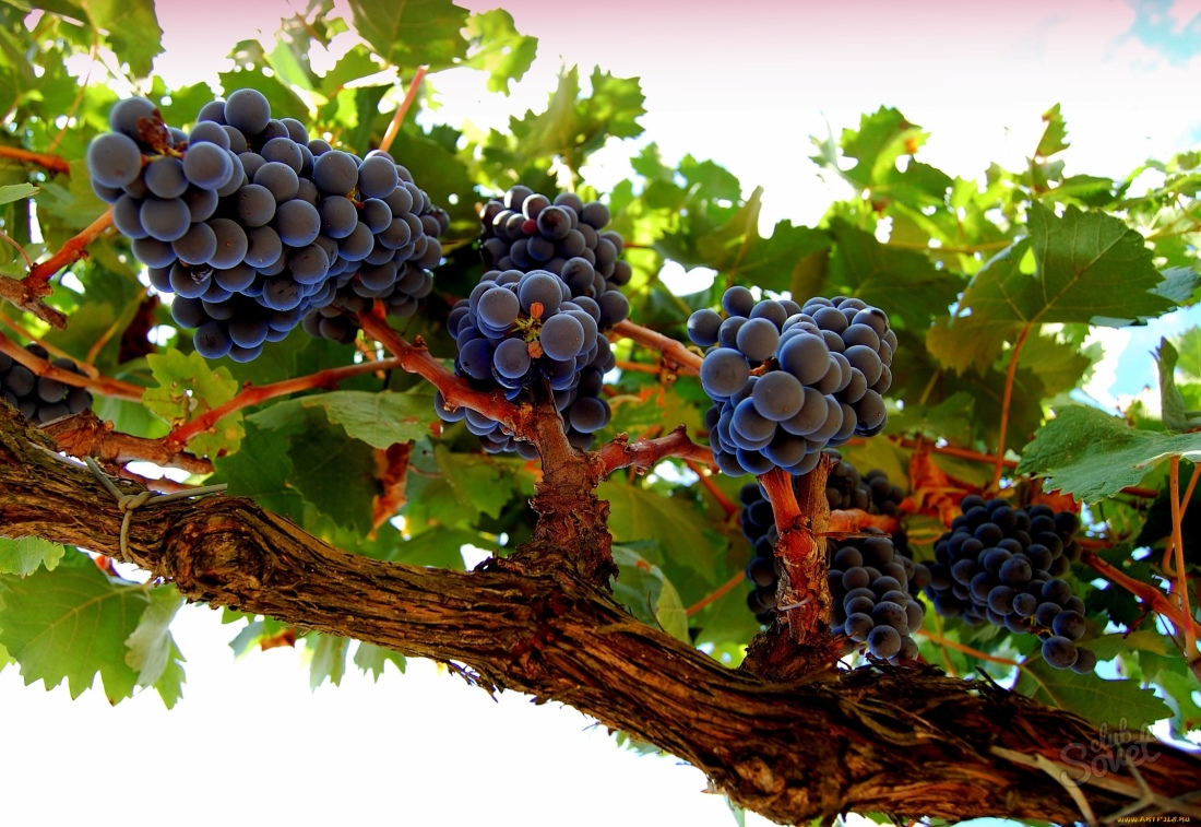 Как пересадить виноград