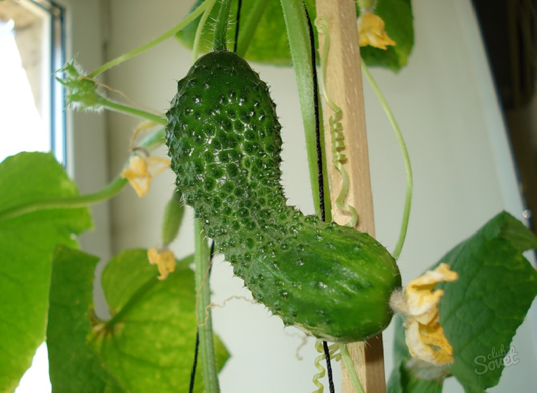 Ako pestovať uhorky na parapete