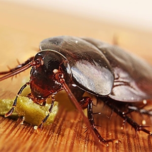 L'acido borico Foto Archivio da scarafaggi
