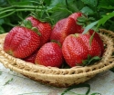 Comment faire pousser des semis de fraise