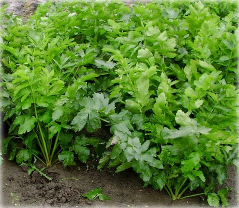 Pasternak-Growing Plant-Garden
