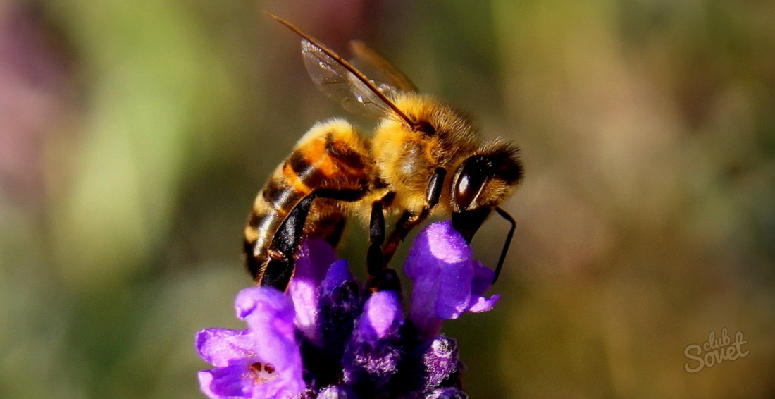 چرا زنبور عسل رویا