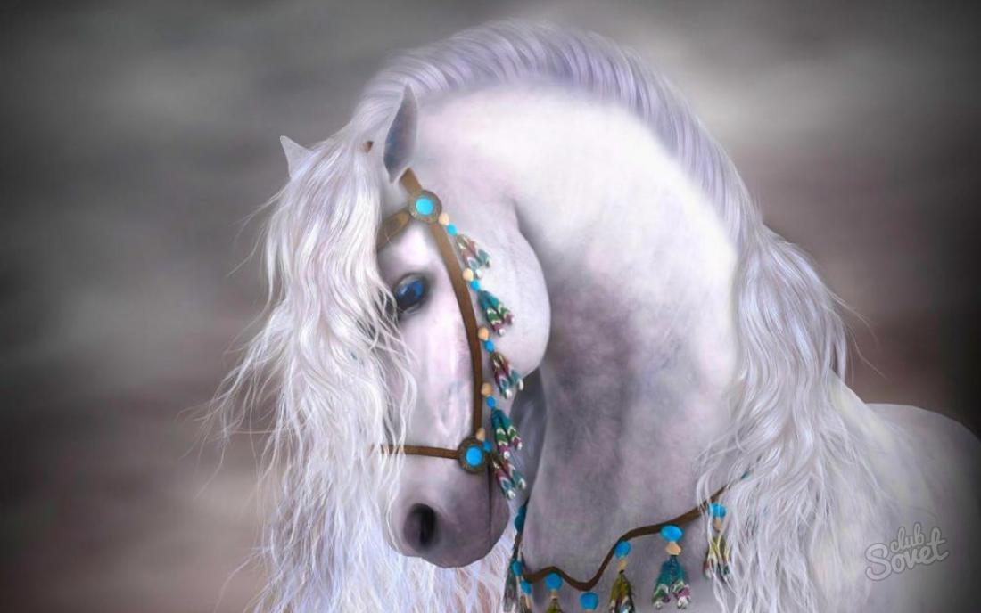 К чему снится белая лошадь?