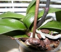 How to transplant orchid