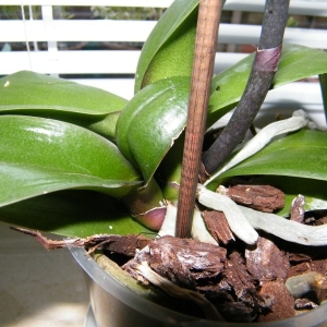 Foto Ako transplantačná orchidea