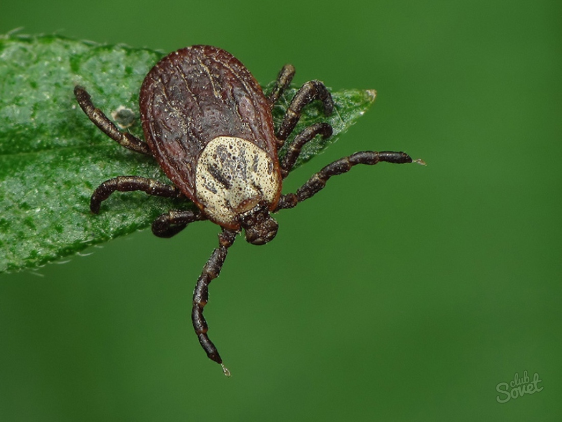 What to treat a plot from ticks